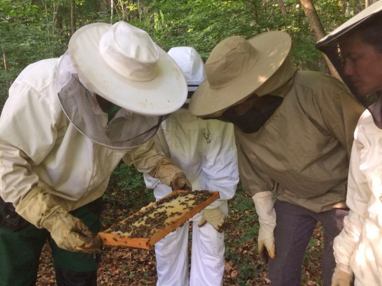 Grüner Bundestagskandidat im Schutzanzug – Gerhard Zickenheiner auf Erkundungstour zur Bienenzucht von Thomas Bayer am Haltinger Berg