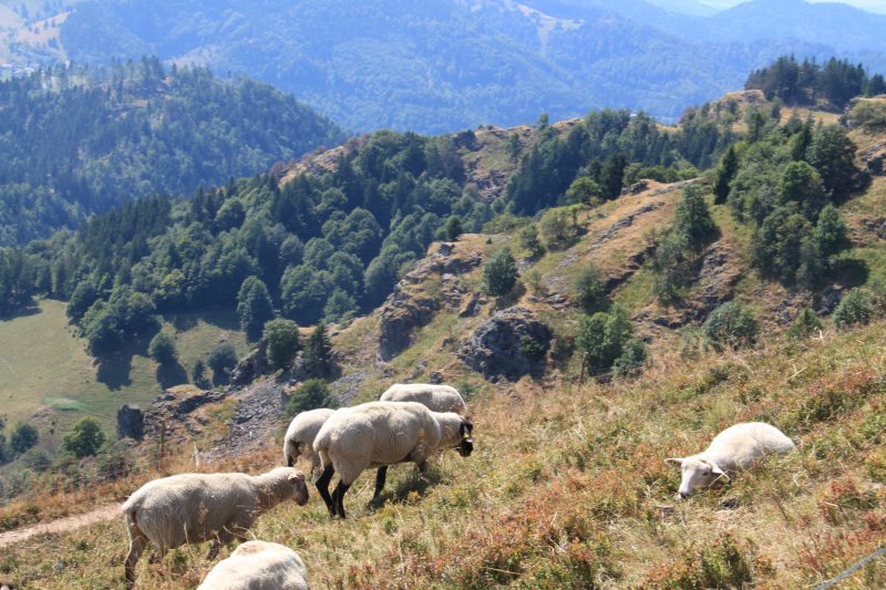 Schafe auf einem Berg im Schwarzwald.