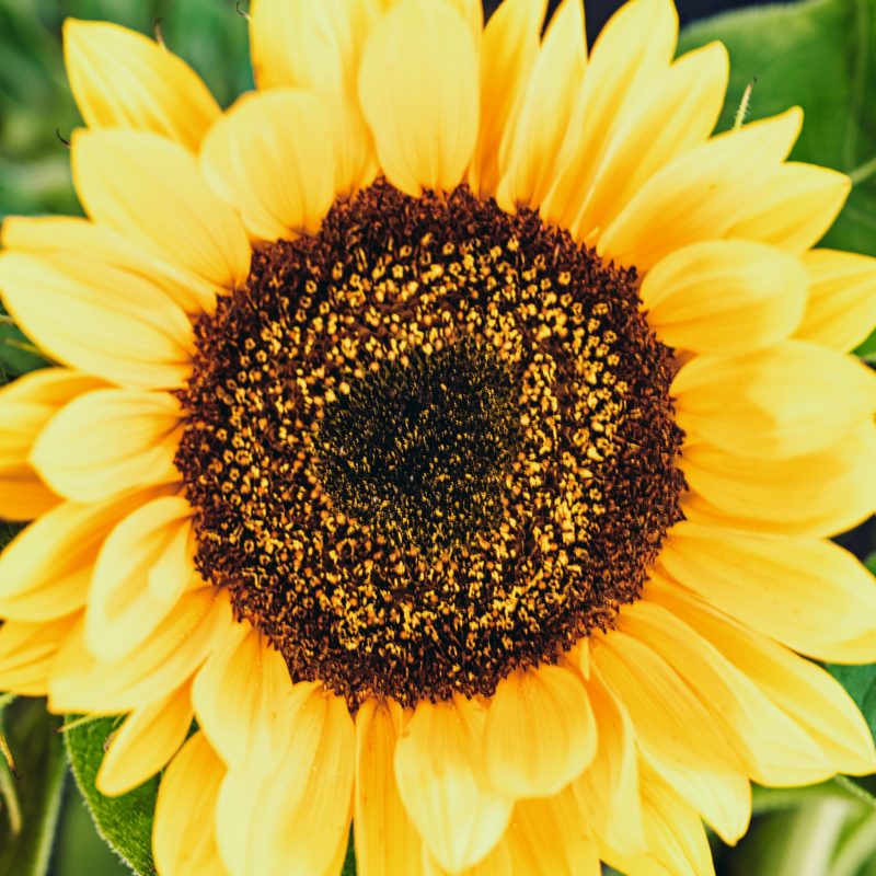 Symbolbild Sonnenblume