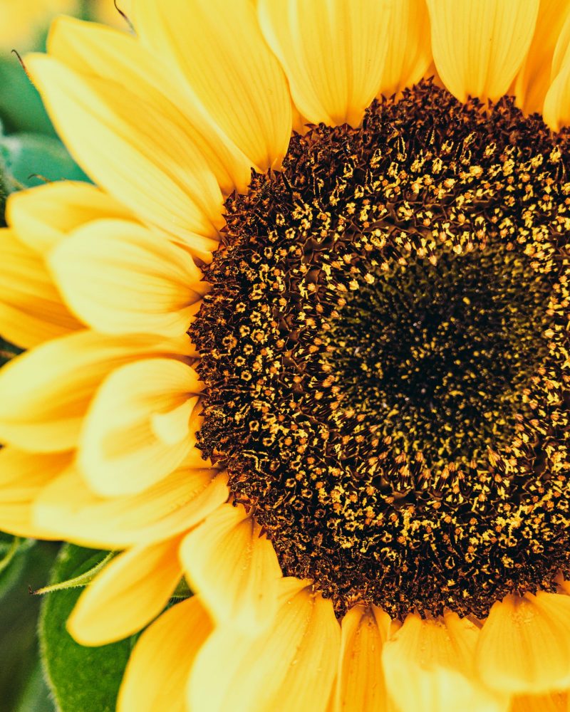 Symbolbild Sonnenblume